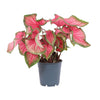 Caladium Sweetheart - Ø12cm - ↕25cm