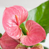 Anthurium Pink explosion met Lissabon mand zwart - 55cm - Ø17