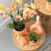 Kolibri Orchids | Oranje Phalaenopsis orchidee – Jamaica + Rolling sierpot peach – potmaat Ø9cm – 35cm hoog | bloeiende kamerplant in bloempot - vers van de kweker