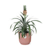 Ananas Mi Amigo in ELHO Vibes Fold 14cm roze