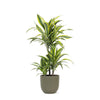 Dracaena Lemon Lime Ø21cm - ↕65cm in Boule OLIJF pot