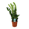 Zamioculcas Zamiifolia - Ø17cm - ↕65cm