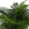 Dypsis Lutescens (Areca Palm) Ø27cm ↕160cm in Albury BLACK print mand