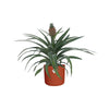 Ananas Mi Amigo 12 Cm Pot in ELHO b.for soft rond 14cm brique