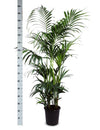 Kentia Palm Ø27cm ↕160cm in Boule ANTRACIET pot