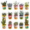 Cactus en vetplanten mix 5.5 cm | 15 stuks - in Mexicaanse pot