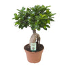 Ficus Ginseng - Ø17cm - ↕40cm