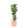 Ficus Lyrata - Ø21cm - ↕90cm in Vibes ROZE pot