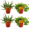 2x Aloe Spider + 2x Peperomia Ang. Rocca Vivace - 4 stuks - Ø10.5cm - ↕10cm