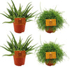 2x Aloe Spider + 2x Rhipsalis Cassutha - 4 stuks - Ø10.5cm - ↕10cm