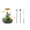 DIY terrarium - Sam Calathea with Light - ↕ 30 cm - Rake + Shovel + Tweezer