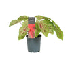 Caladium Miss Muffet - Ø12cm - ↕25cm