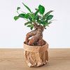 Ficus microcarpa ginseng bonsai - Potmaat 8,5