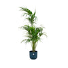 Combi deal - Kentia palm inclusief elho Vibes Fold Round blauw Ø30 - 180 cm