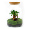 DIY terrarium - Milky met bonsai - ↕ 30 cm + RSTS - Rake + Shovel + Tweezer + Scissors