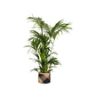 Kentia Palm Ø27cm ↕160cm in Albury BLACK print mand