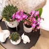 Kolibri Orchids | Paars/ roze Phalaenopsis orchidee - Mineral Vienna - potmaat Ø9cm | bloeiende kamerplant - vers van de kweker