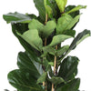 Ficus Lyrata Ø27cm ↕140cm in Albury BLACK print mand