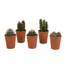 Cactus mix 5.5 cm - 5x - in terracotta pot