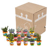 Cactus en vetplanten mix 5.5 cm | 15 stuks - in Mexicaanse pot