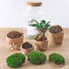 DIY terrarium - Milky met bonsai - ↕ 30 cm + RSTS - Normal