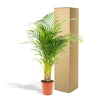 Areca palm - Ø24cm - ↕130cm