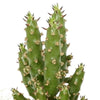 Cactus mix 5.5 cm - 5x - in Mexicaanse pot