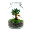 DIY terrarium - Jar - Ficus Ginseng bonsai - ↕ 28 cm - Rake + Shovel + Tweezer + Scissors