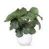 Calathea Orbifolia Ø21cm - ↕70cm in Boule WIT pot