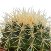 Cactus mix 10.5 cm - 3x - zonder pot