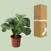 Calathea Orbifolia - Ø21cm - ↕50cm