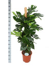 Monstera Deliciosa MOSSTOK Ø27cm ↕150cm in Albury BLACK print mand