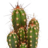 Cactus mix 5.5 cm - 10x - zonder pot