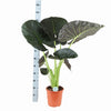 Alocasia Regal Shield Ø24cm - ↕110cm in Boule ANTRACIET pot