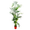 Kentia Palm - 200 cm - ø24