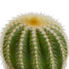 Bolcactus mix 8,5 cm | 3 stuks - in terracotta pot