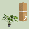 Philodendron Green Wonder - Ø24cm - ↕100cm