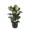 Ficus Elastica Robusta Ø27cm - ↕115cm in Boule ANTRACIET pot