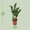 Zamioculcas 6-7 Veren - Hoogte 80-85 Cm. - Ø17cm - ↕80cm