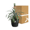 Ananas Mi Amigo in 14cm b.for rock living black