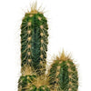 Cactus mix 5.5 cm - 10x - zonder pot