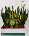 Sanseveria Overige Div - Ø21cm - ↕60cm