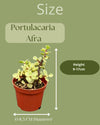 Succulenten- Portulacaria Afra- 8.5cm Ø- 10-20cm- 3 stuks - Geen