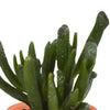 Cactus en vetplanten mix 5.5 cm | 15 stuks - in Mexicaanse pot