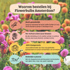 Flowerbulbs Amsterdam - 12 dahlia playa blanca knollen voor 2 m², cactusvormige bloemen