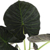 Alocasia Regal Shield Ø24cm - ↕110cm in Era ANTRACIET pot