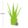 Aloe Vera 12cm in ELHO b.for soft rond 14cm brique