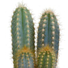 Cactus mix 8.5 cm - 3x - in terracotta pot