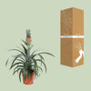 Ananas Mi Amigo - Ø12cm - ↕40cm