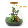 DIY terrarium - Sam Calathea with Light - ↕ 30 cm - Rake + Shovel